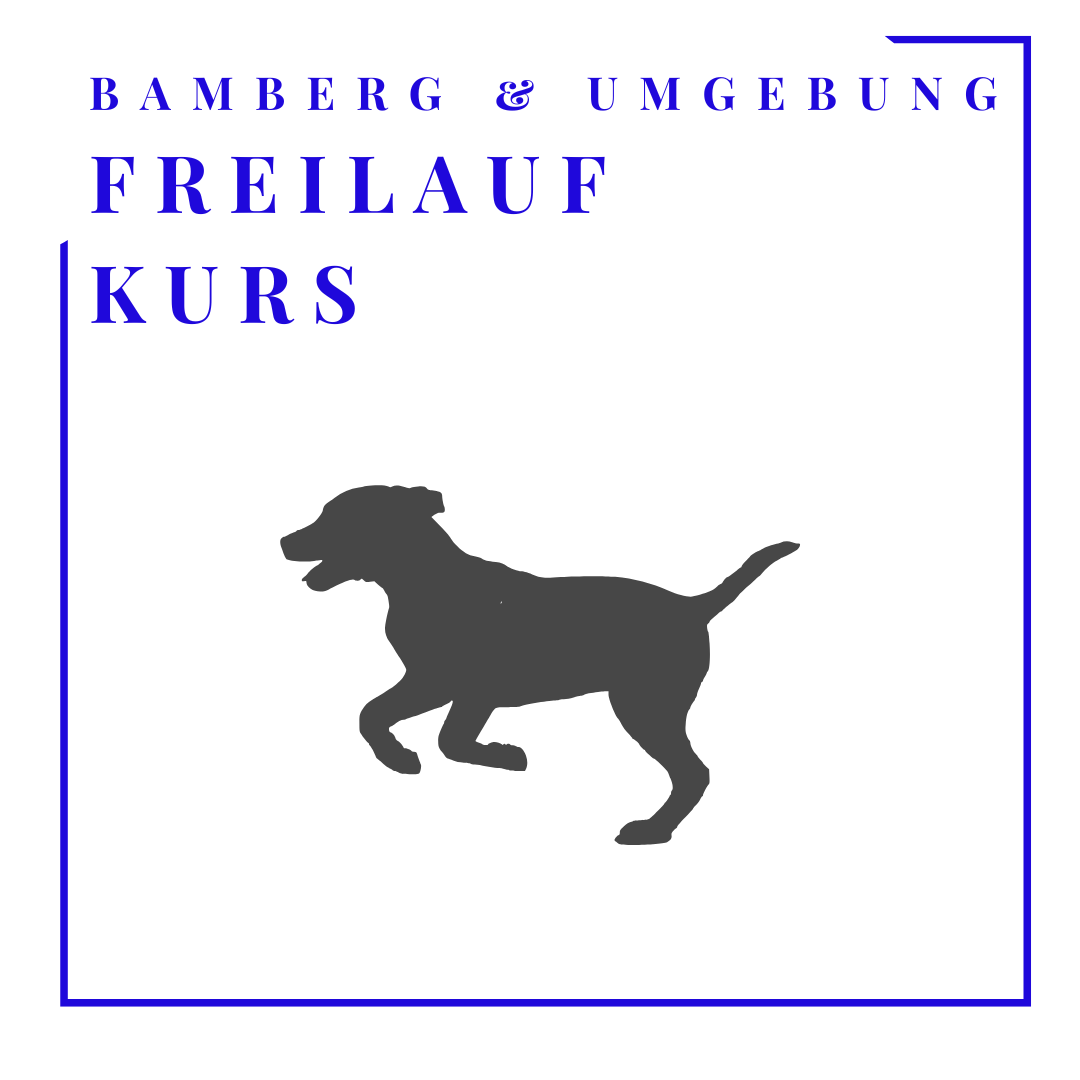 🐾 Sicher im Freilauf – Dein Kurs für Orientierung ohne Leine